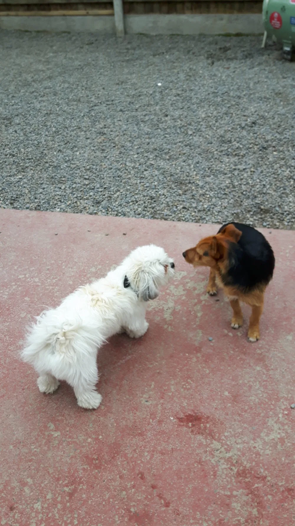 Country Tails Home Boarding Clerihan - Tipperary pet otel görseli 6