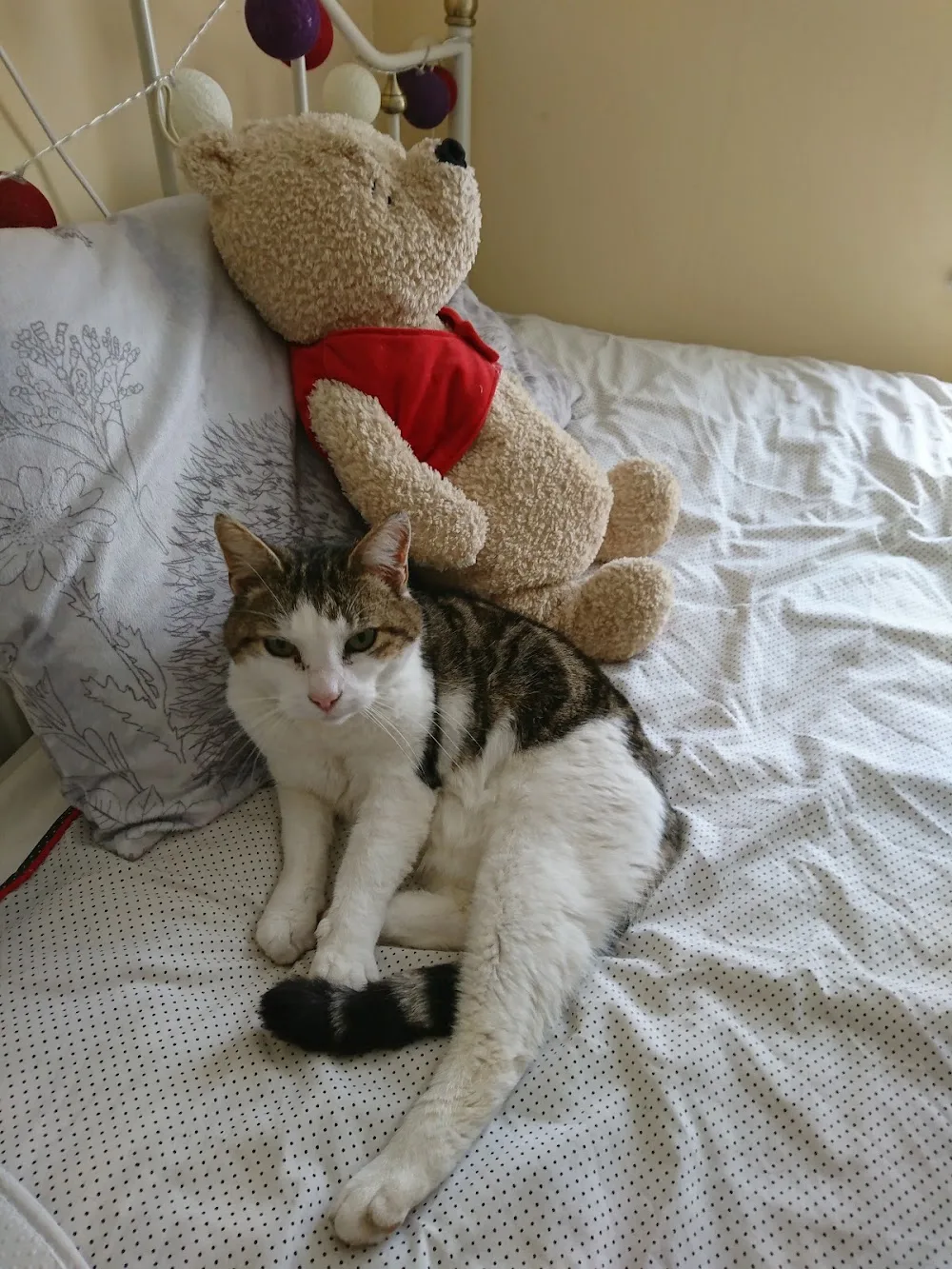 Cullen Hill Pet Sitters (formerly Limerick Pet Sitters) - Tipperary pet otel