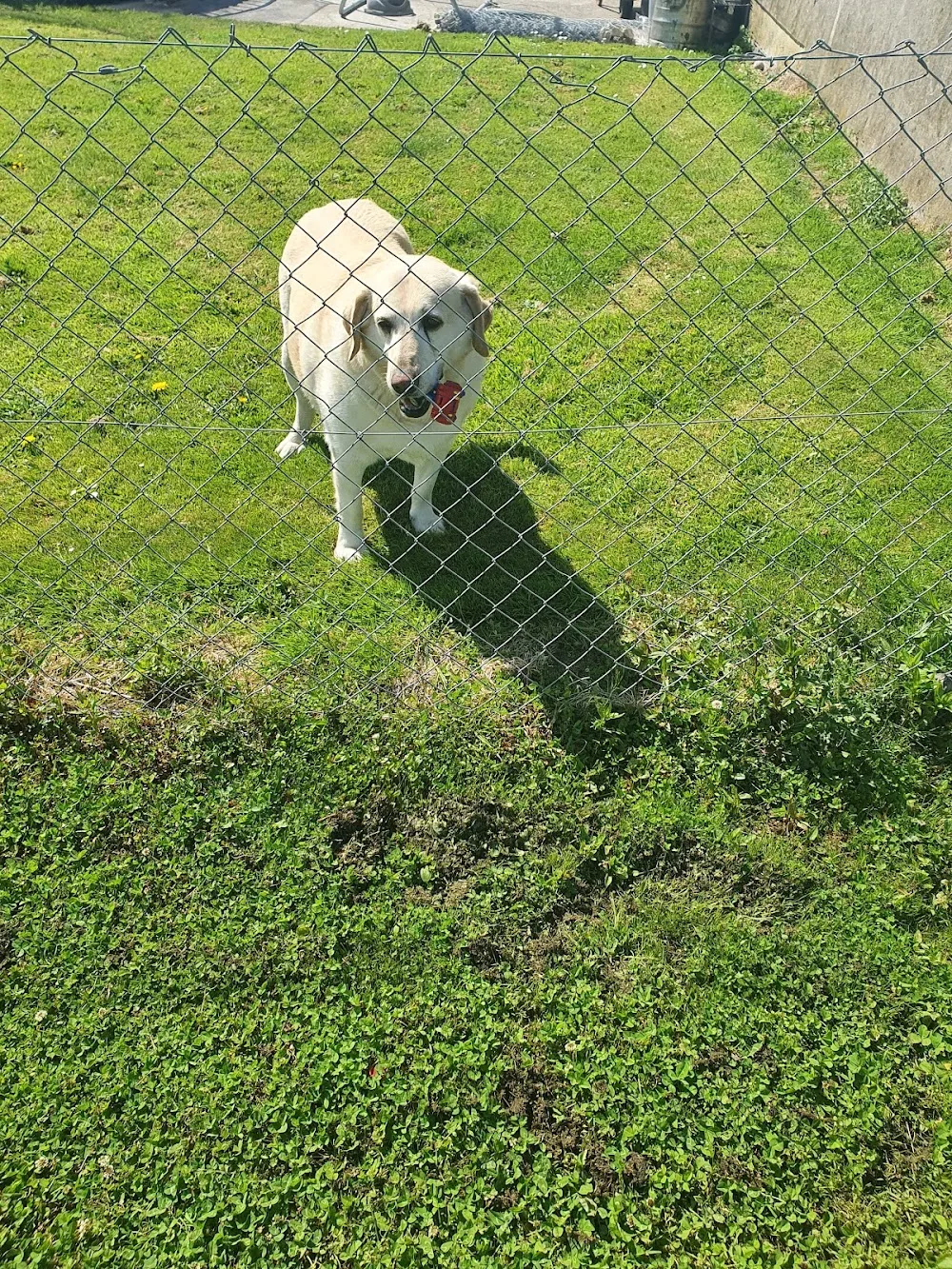 Dundrum Boarding Kennels - Tipperary pet otel görseli 3