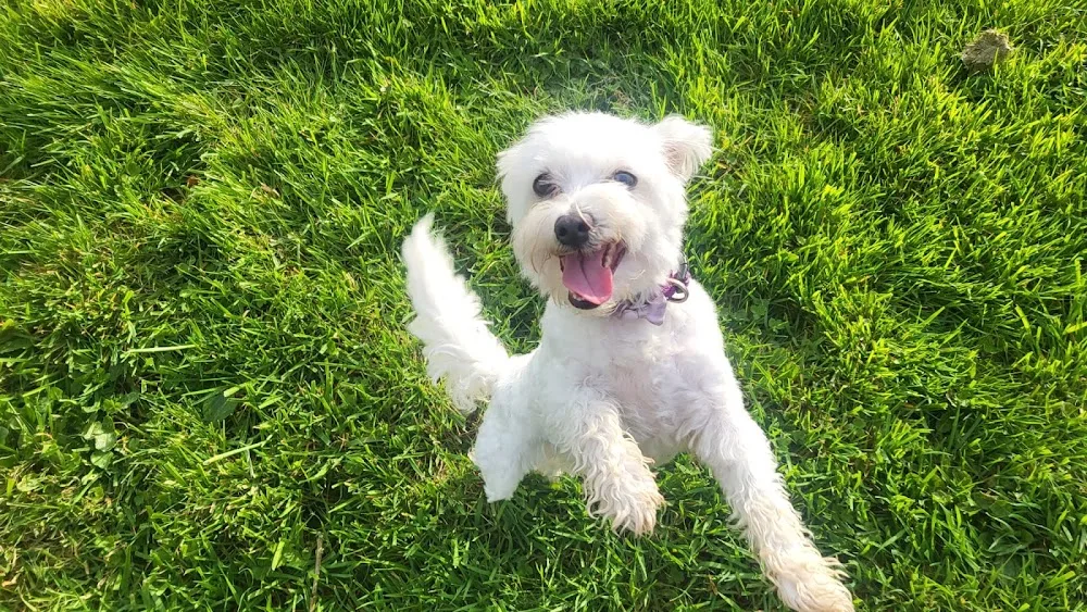 Emly Boarding Kennels - Tipperary pet otel görseli 3