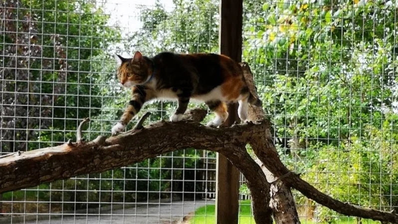 Just Cats Cattery Clonmel - Tipperary pet otel