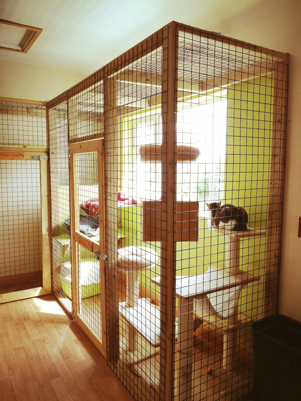 Just Cats Cattery Clonmel - Tipperary pet otel görseli 3