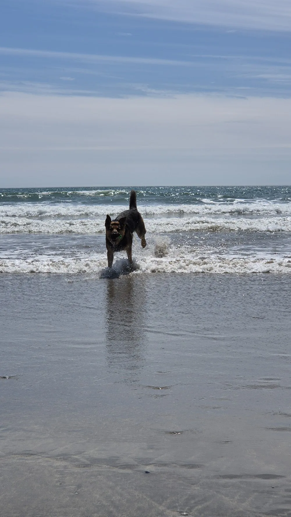 Marias Dog Care.Dog Boarding/Dog Walker/home from home - Tipperary pet otel görseli 2