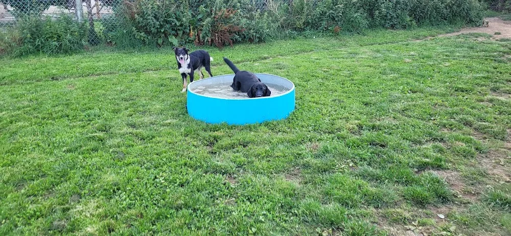 Marias Dog Care.Dog Boarding/Dog Walker/home from home - Tipperary pet otel görseli 3