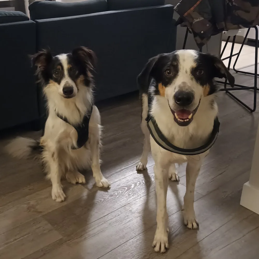 Niamh's Boarding Kennels - Tipperary pet otel