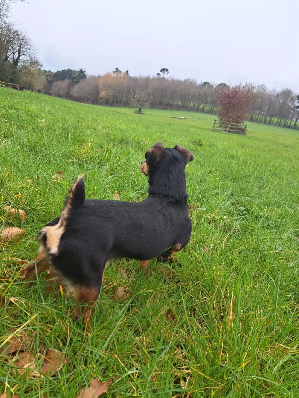 Orchard Boarding kennels - Tipperary pet otel
