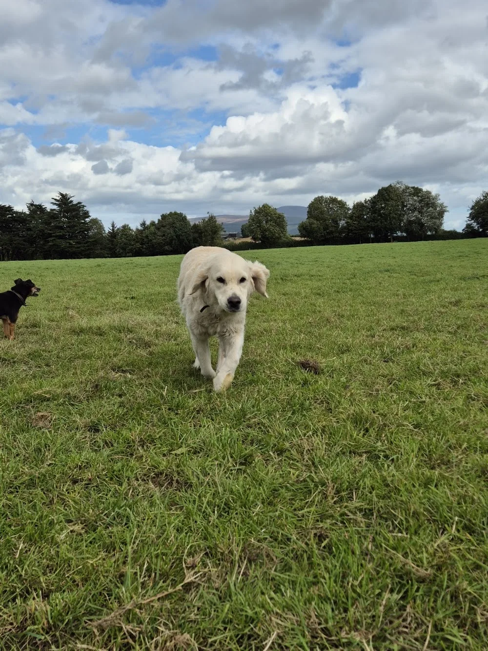 Orchard Boarding kennels - Tipperary pet otel görseli 7
