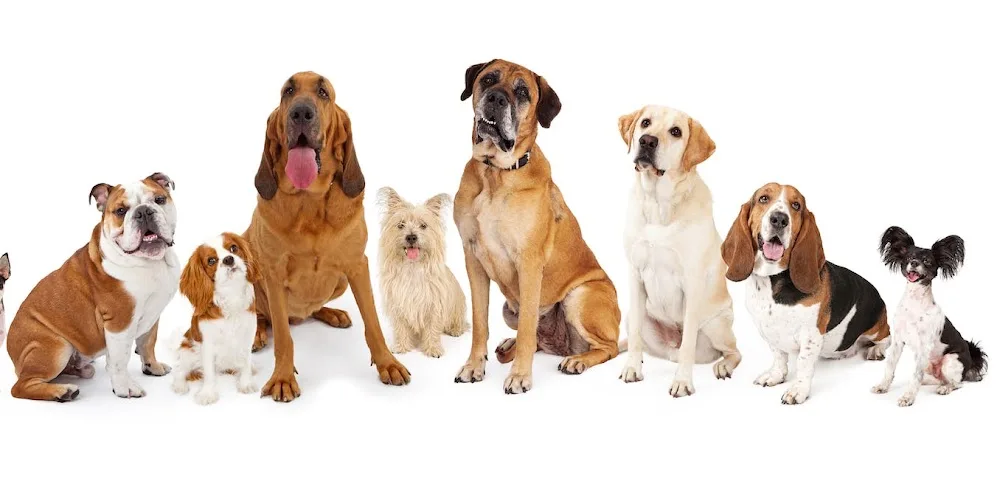 Thurles Boarding Kennels & Cattery - Tipperary pet otel