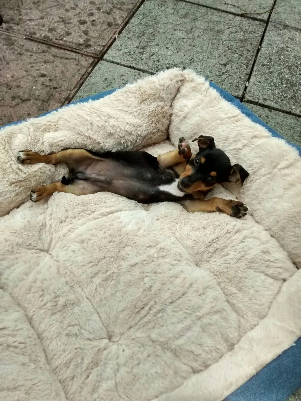 Thurles Boarding Kennels & Cattery - Tipperary pet otel görseli 3