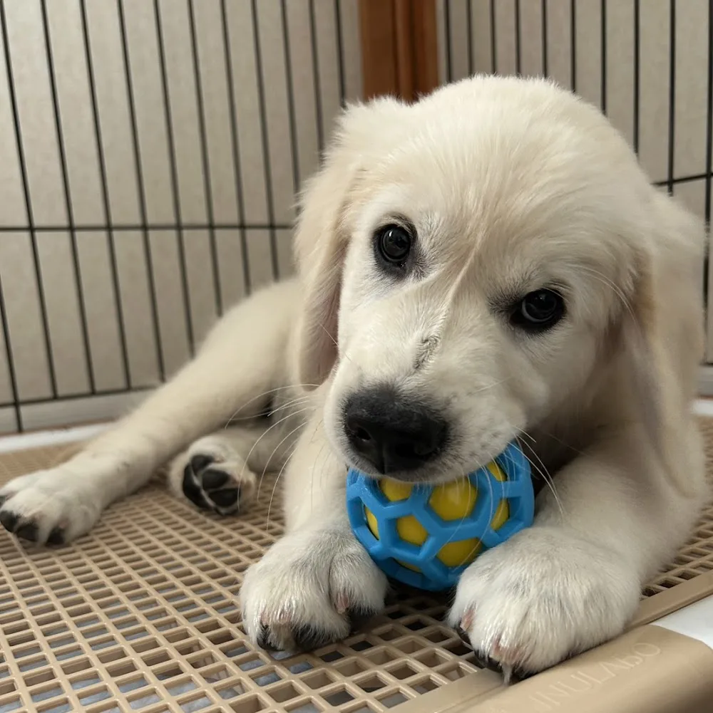 Dog House Relay - Tochigi pet otel