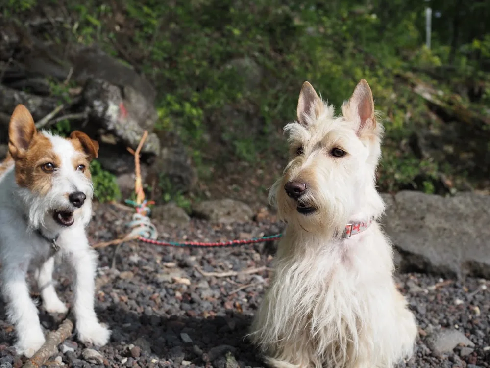 Dog Salon＆Hotel ALMA（アルマ） - Tochigi pet otel