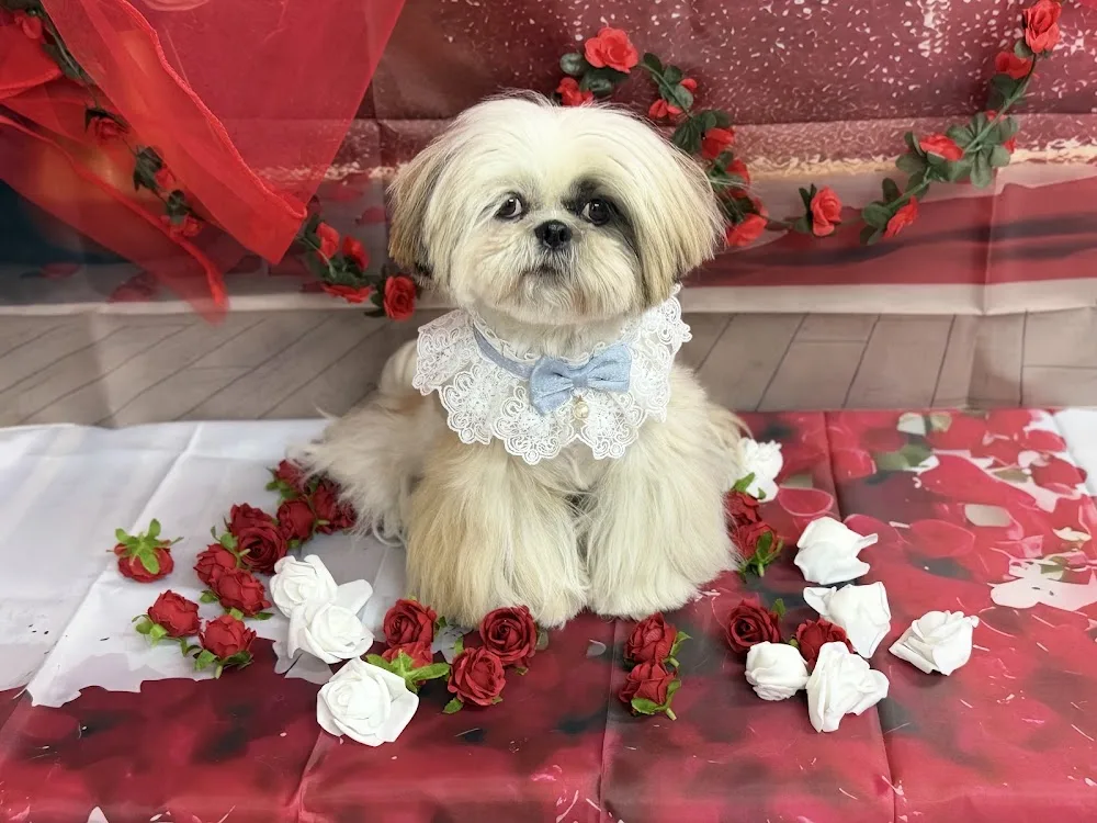 REAL PETSALON＆HOTEL リアルペットサロン＆ホテル - Tochigi pet otel görseli 3