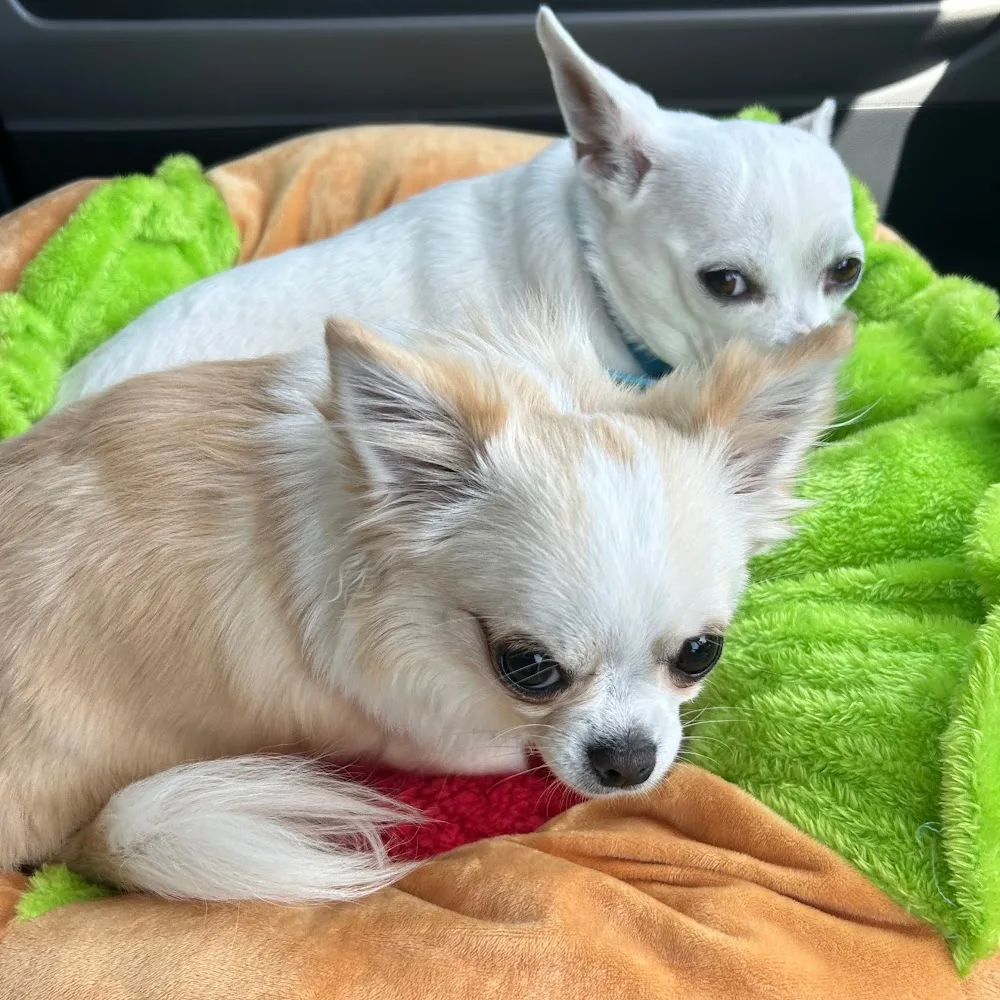 REAL PETSALON＆HOTEL リアルペットサロン＆ホテル - Tochigi pet otel görseli 4