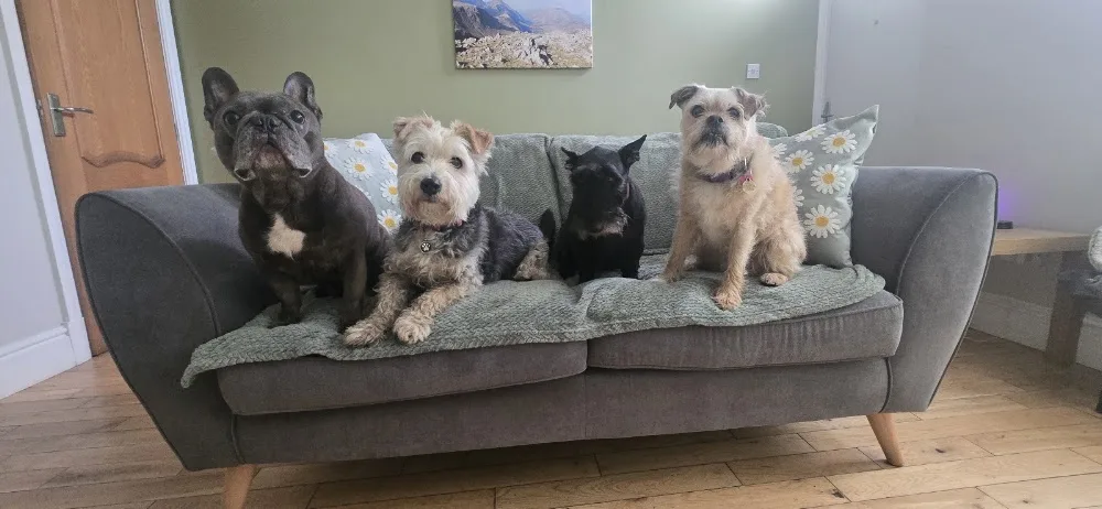 VIP Pet Care Service - Todmorden pet otel görseli 3