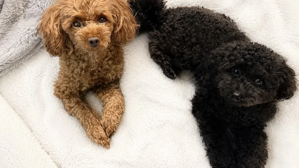 ひとりじめ private dog hotel - Tokyo pet otel