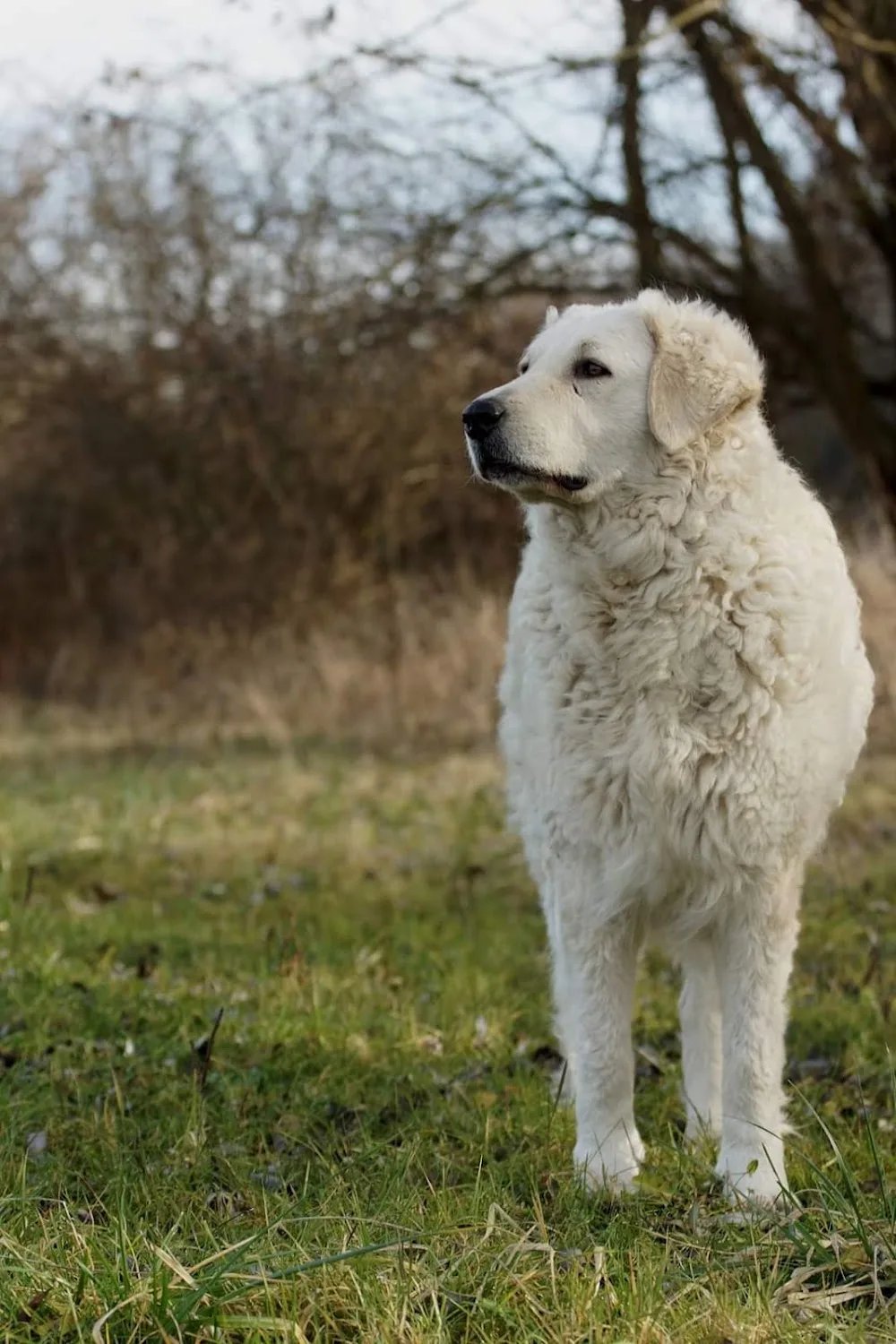 Halasi-Szentiváni Kuvasz Kennel - Tolna County pet otel