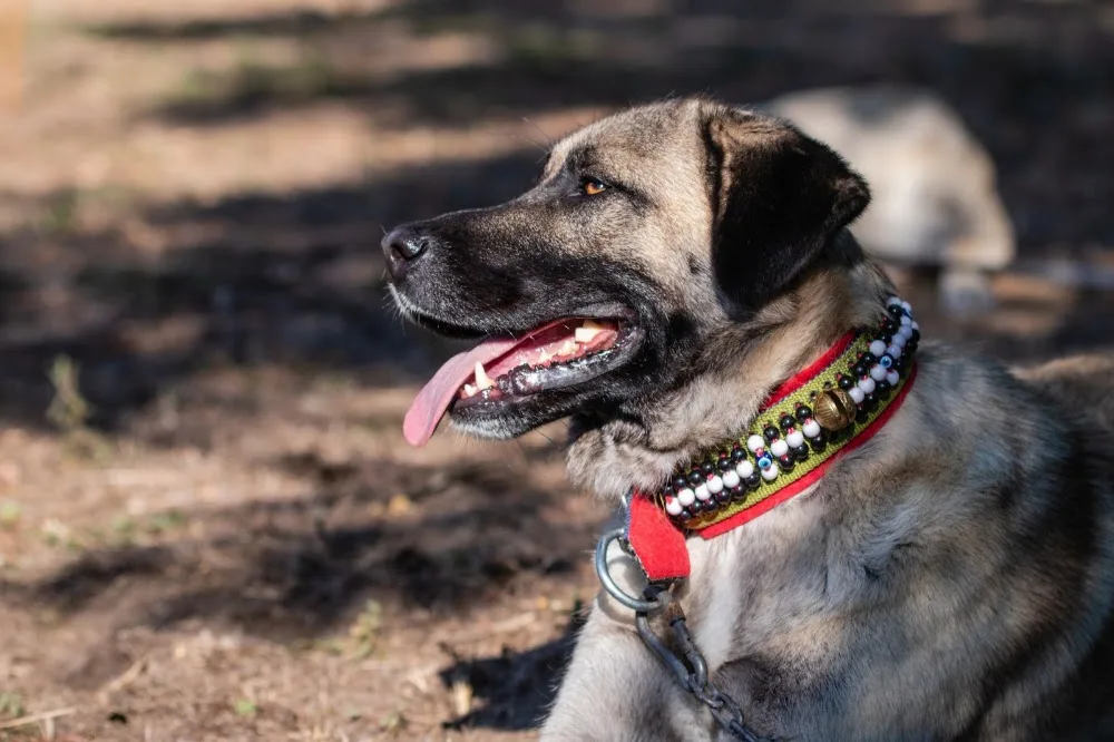 Wild Souls Kangal Kennel - Tolna County pet otel