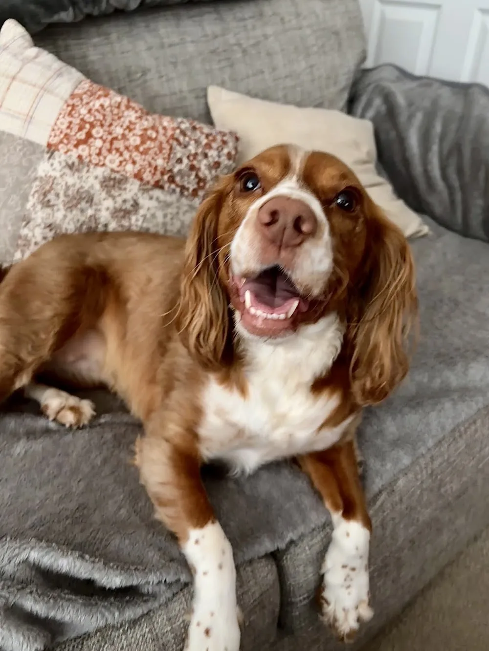 Home from Home Dog Care Cwmbran - Torfaen pet otel