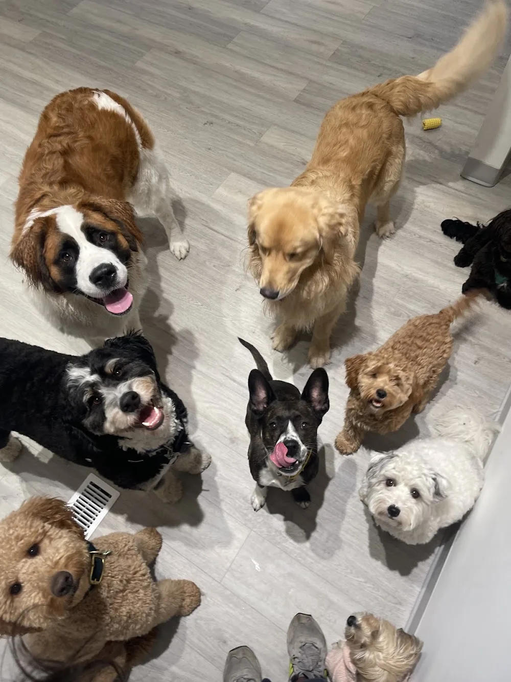 Atlas Paws Club - Toronto pet otel