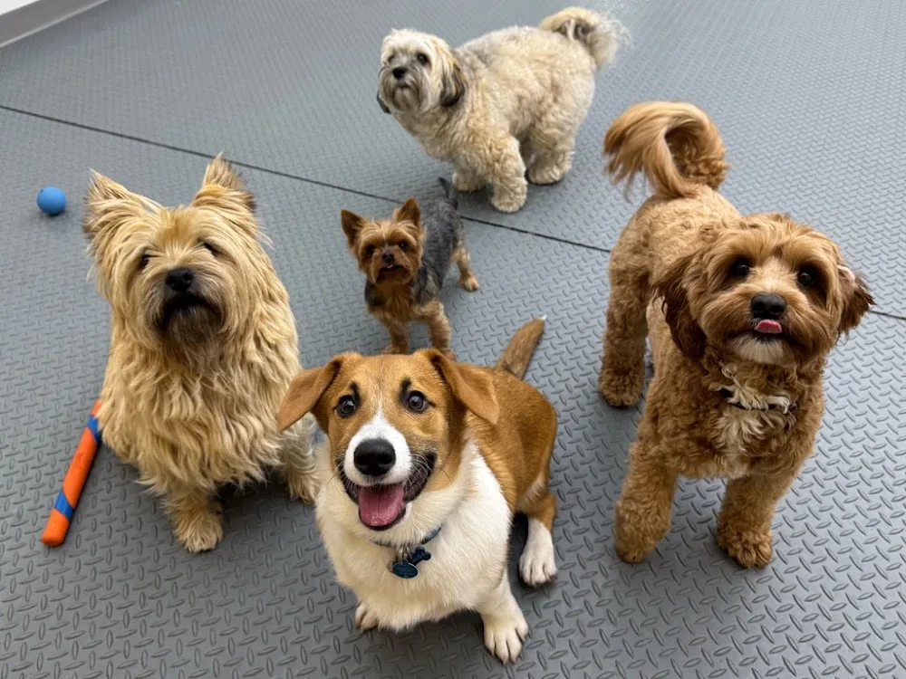 Atlas Paws Club - Toronto pet otel görseli 3