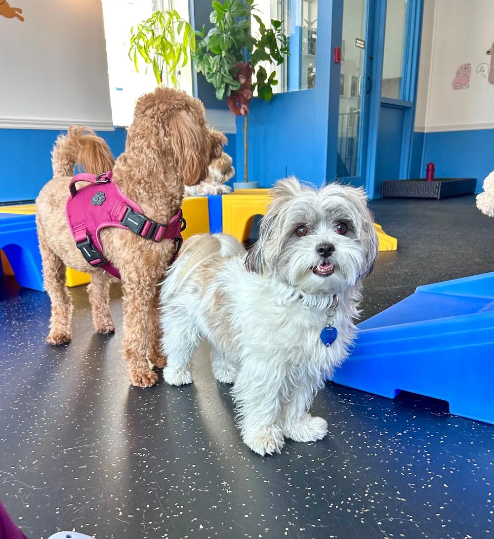 Bark Buddies Toronto | Dog Daycare and Walking - Toronto pet otel