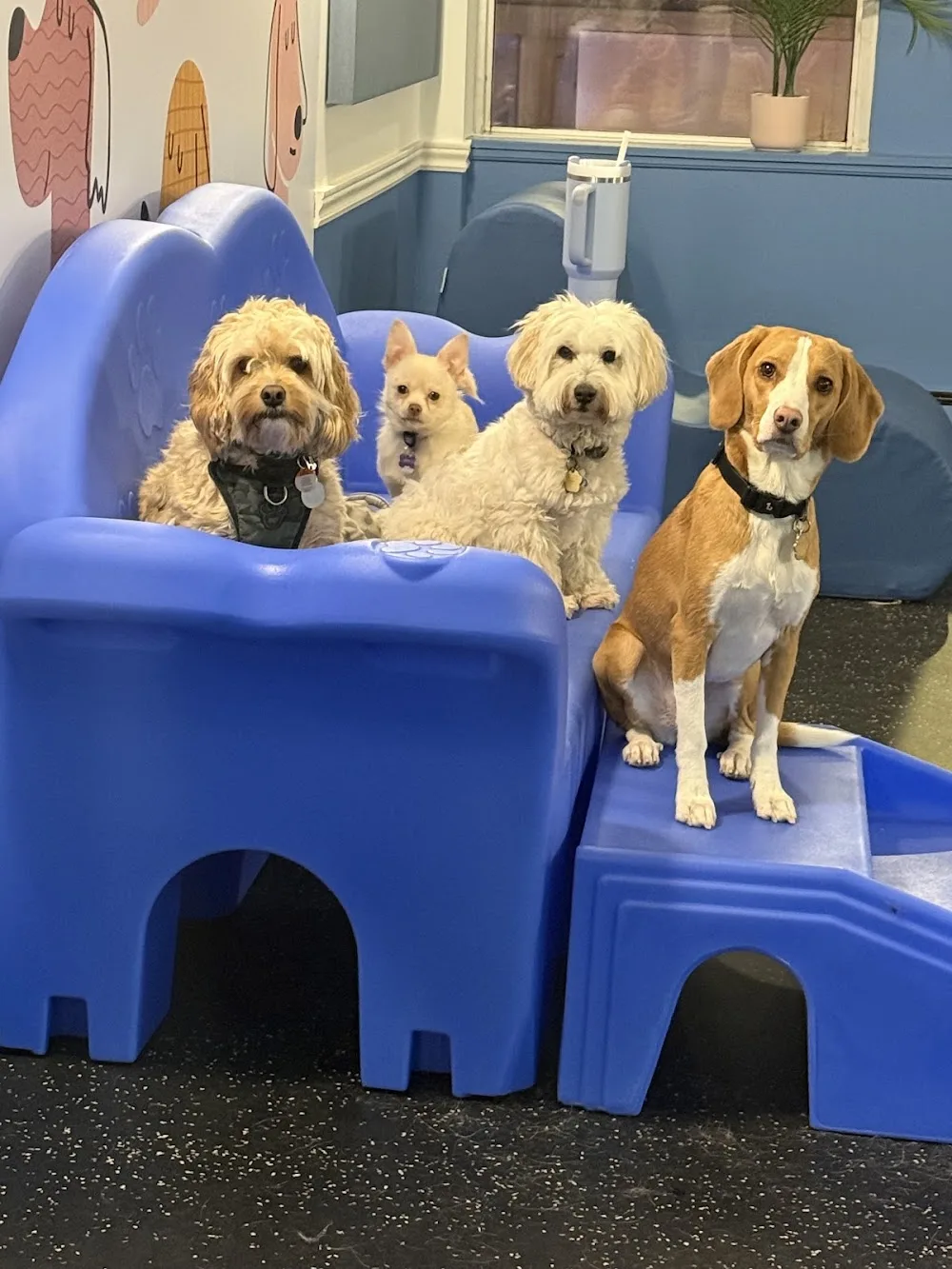 Bark Buddies Toronto | Dog Daycare and Walking - Toronto pet otel görseli 3