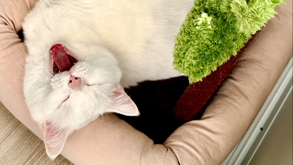 C & R Pet Sitters - Toronto pet otel