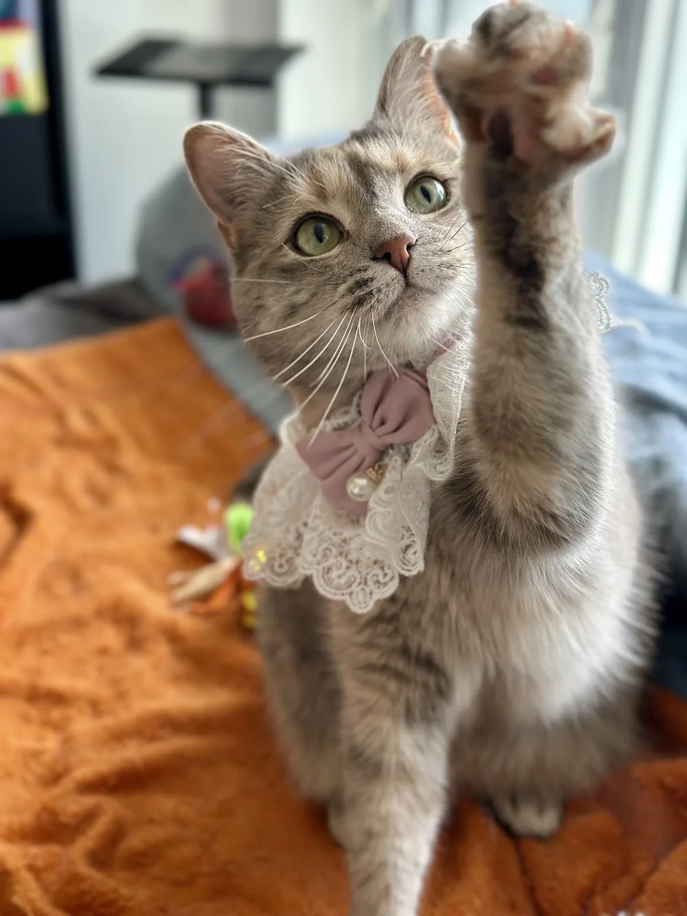 C & R Pet Sitters - Toronto pet otel görseli 3