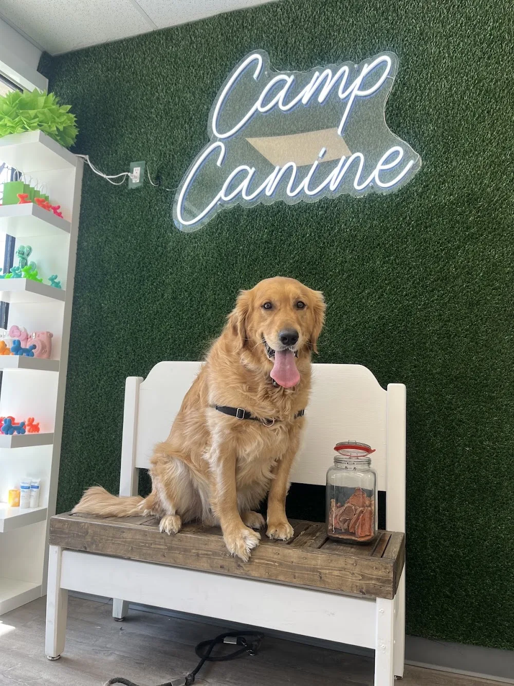 Camp Canine Avenue - Toronto pet otel
