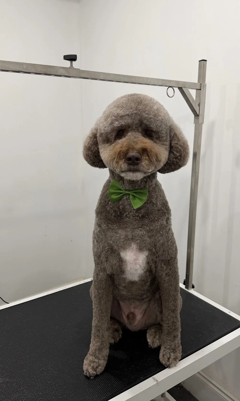 Camp Canine Avenue - Toronto pet otel görseli 3