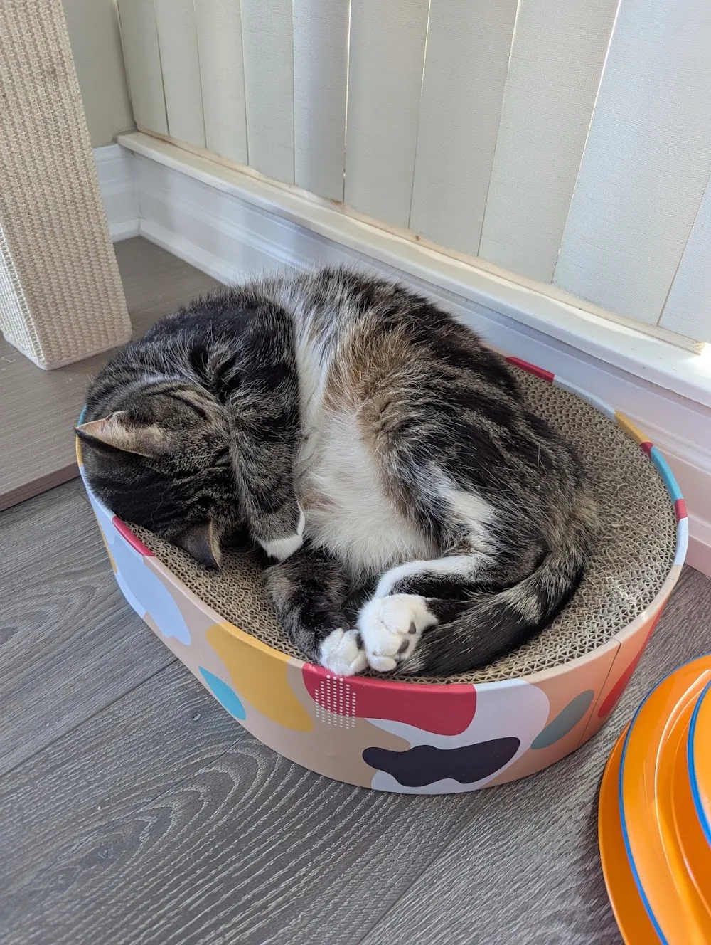Cat Sitting North York - Toronto pet otel