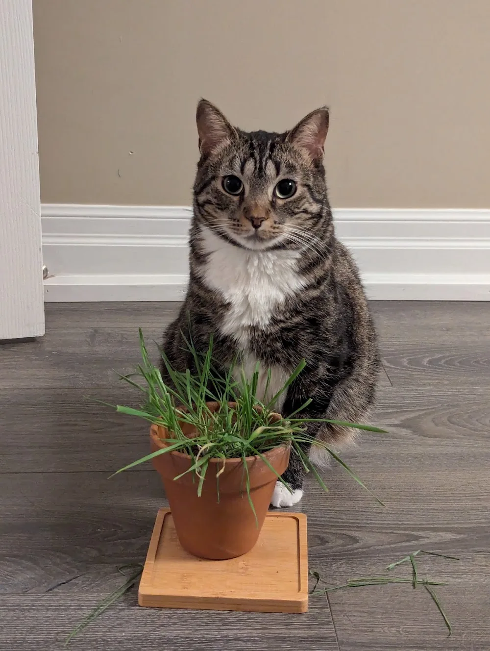Cat Sitting North York - Toronto pet otel görseli 3