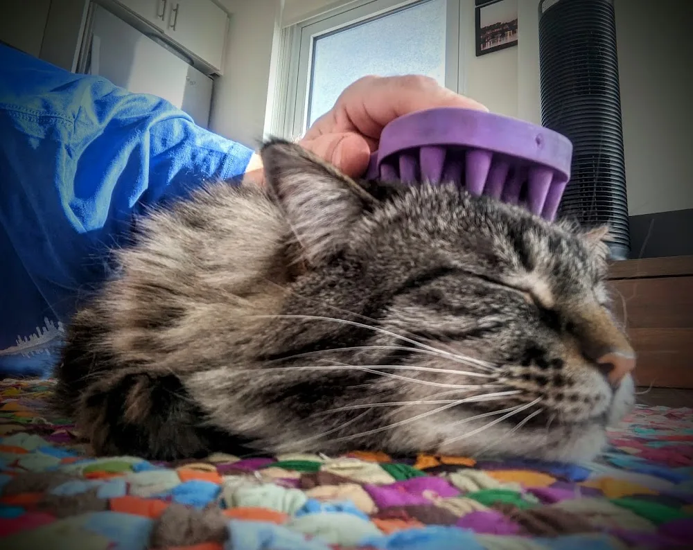 Cat's Pyjamas Cat Sitting - Toronto pet otel görseli 3