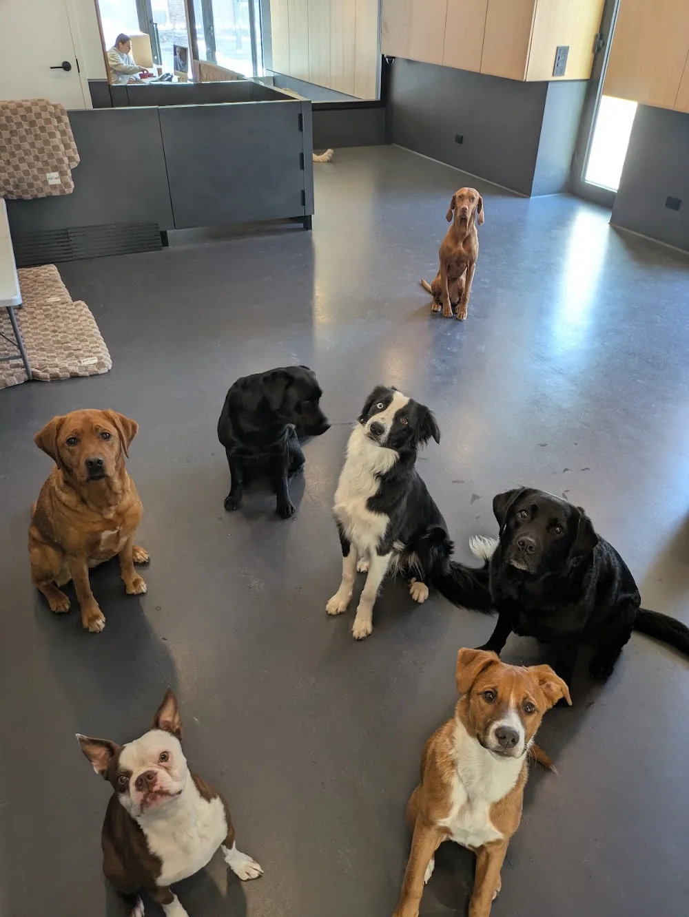 Come Play Stay Toronto - Toronto pet otel