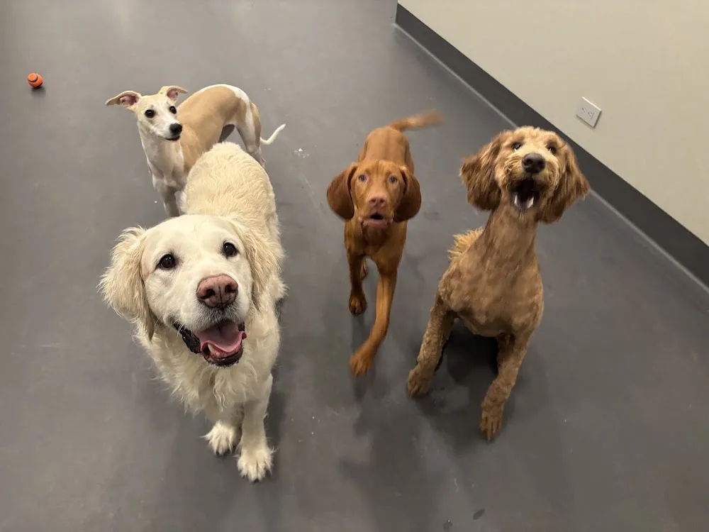 Come Play Stay Toronto - Toronto pet otel görseli 3