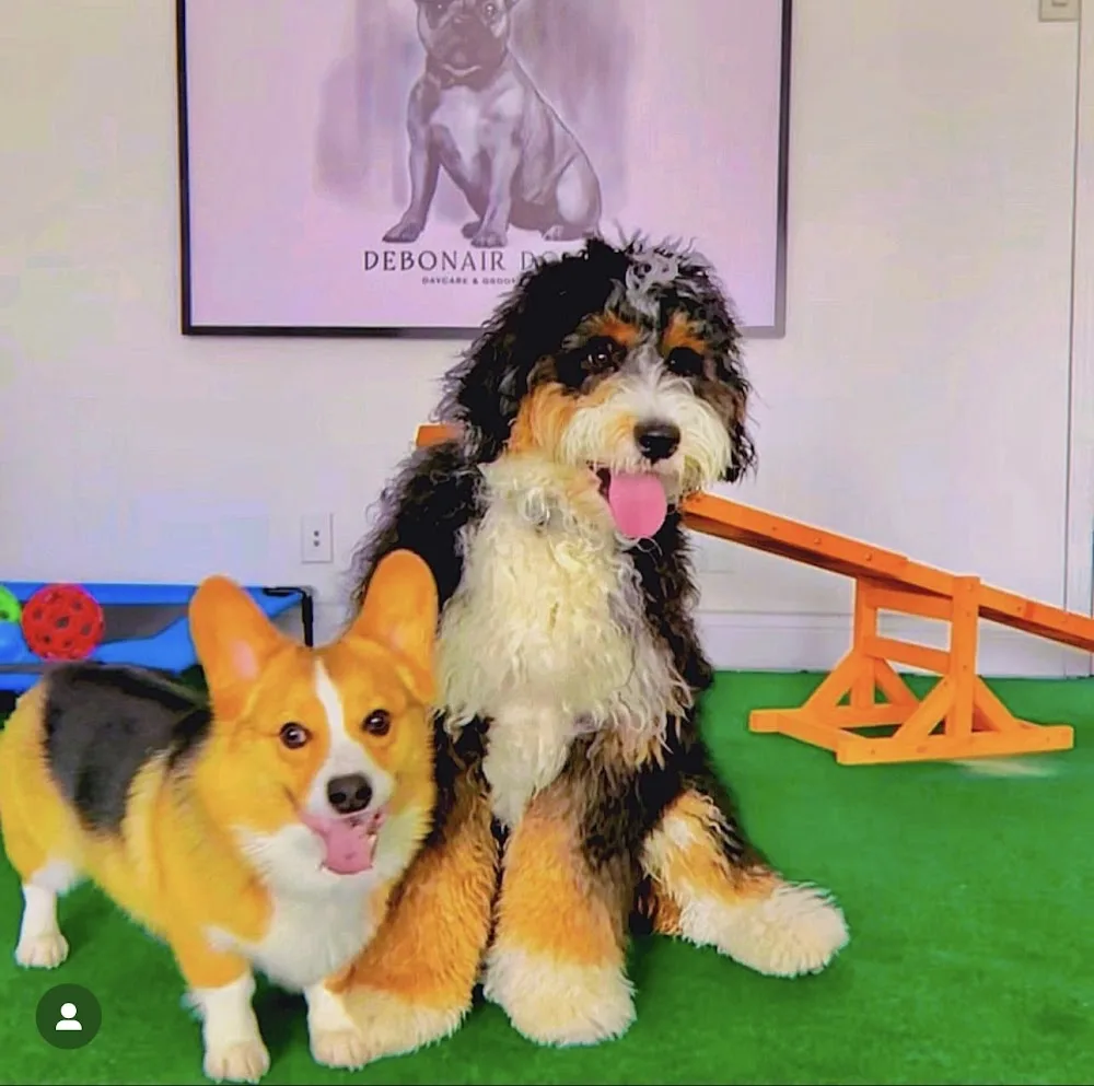 Debonair Dogs Daycare & Grooming - Toronto pet otel