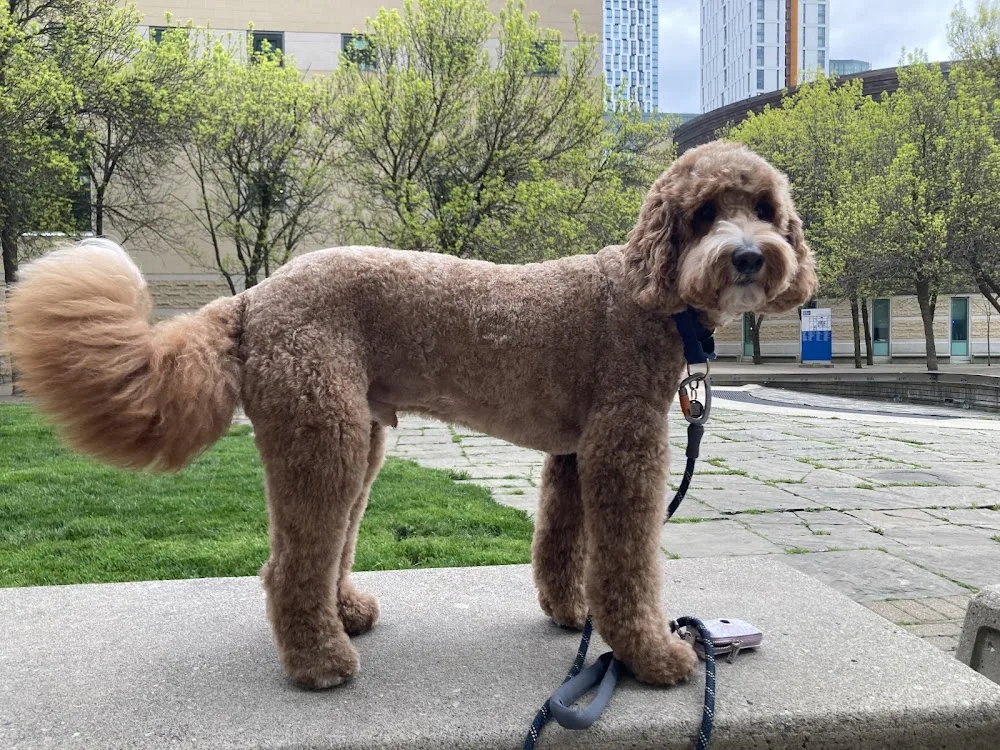 Debonair Dogs Daycare & Grooming - Toronto pet otel görseli 3