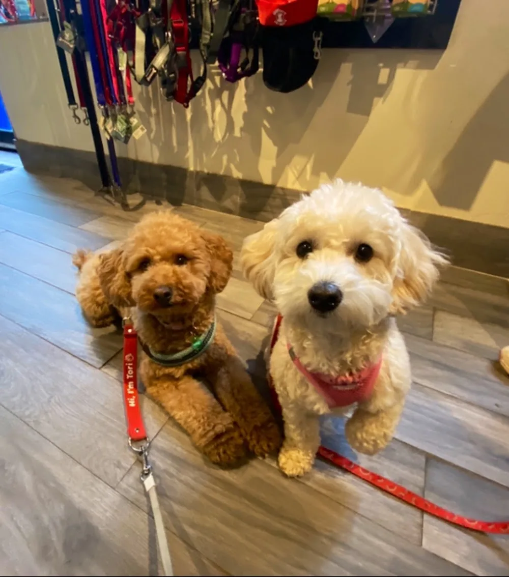 Doggieland - Toronto pet otel görseli 2