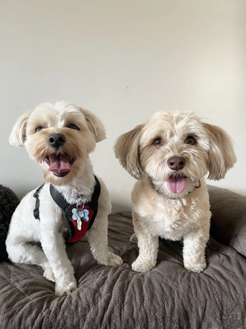 Frankie's pet care - Toronto pet otel