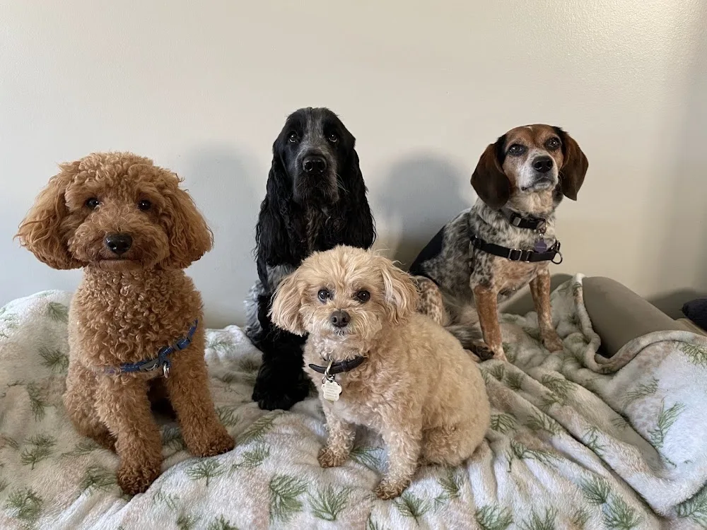 Frankie's pet care - Toronto pet otel görseli 3