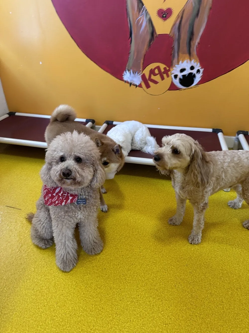 K9+ - Toronto pet otel