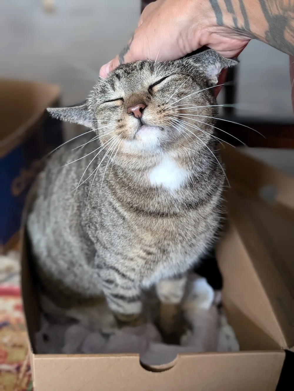 Kitty Cat Sitter - Toronto pet otel