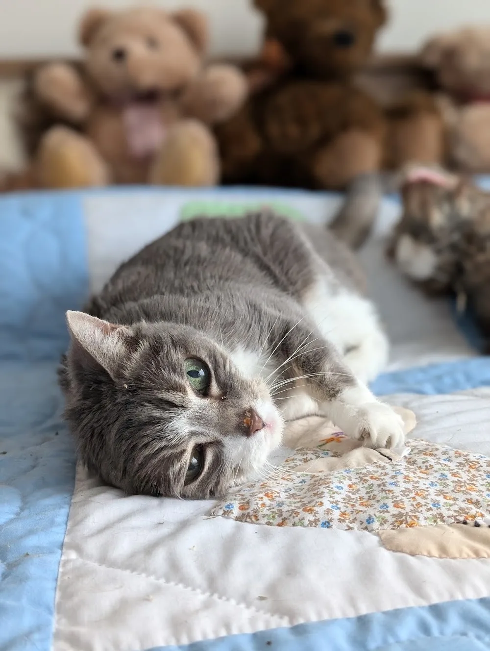 Kitty Cat Sitter - Toronto pet otel görseli 3