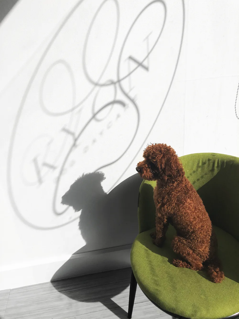 KYON Dog Daycare - Toronto pet otel