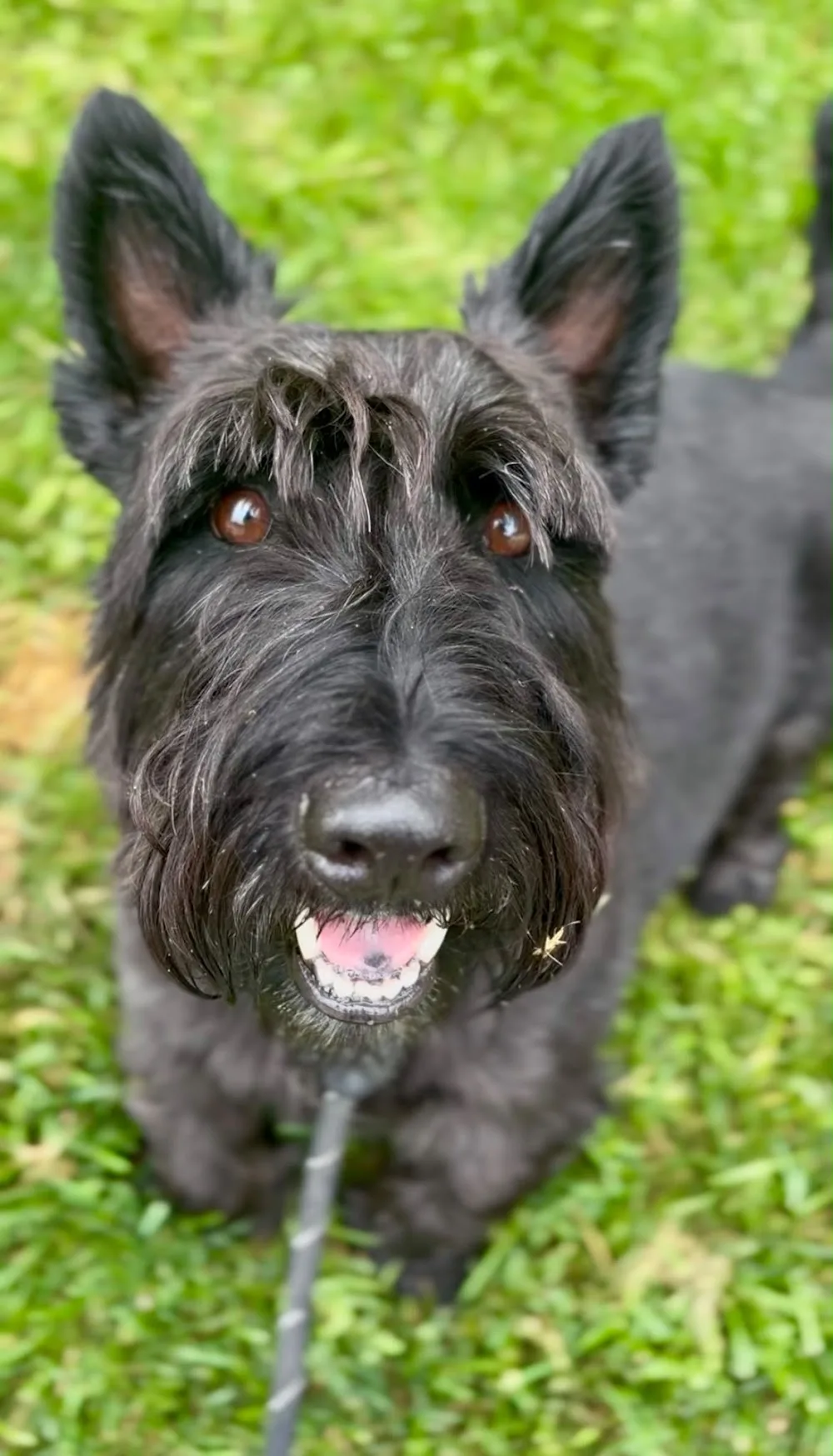 KYON Dog Daycare - Toronto pet otel görseli 3