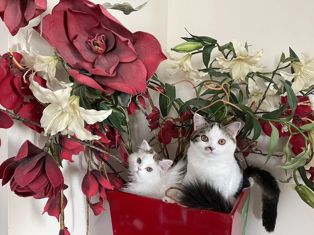LovelyPaws cattery - Toronto pet otel
