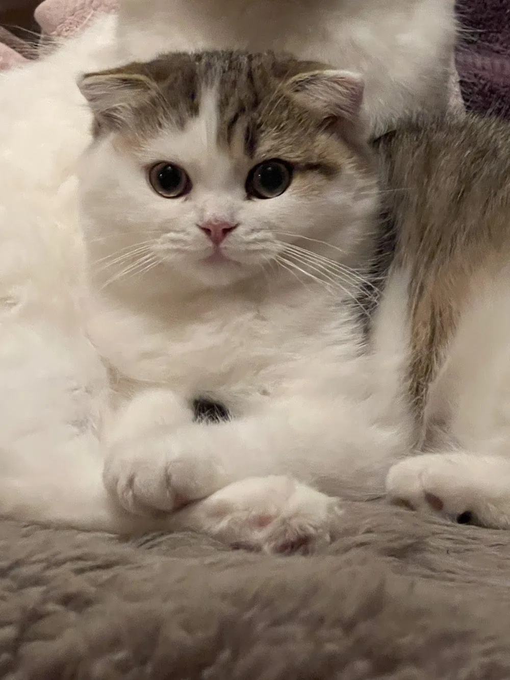 LovelyPaws cattery - Toronto pet otel görseli 3