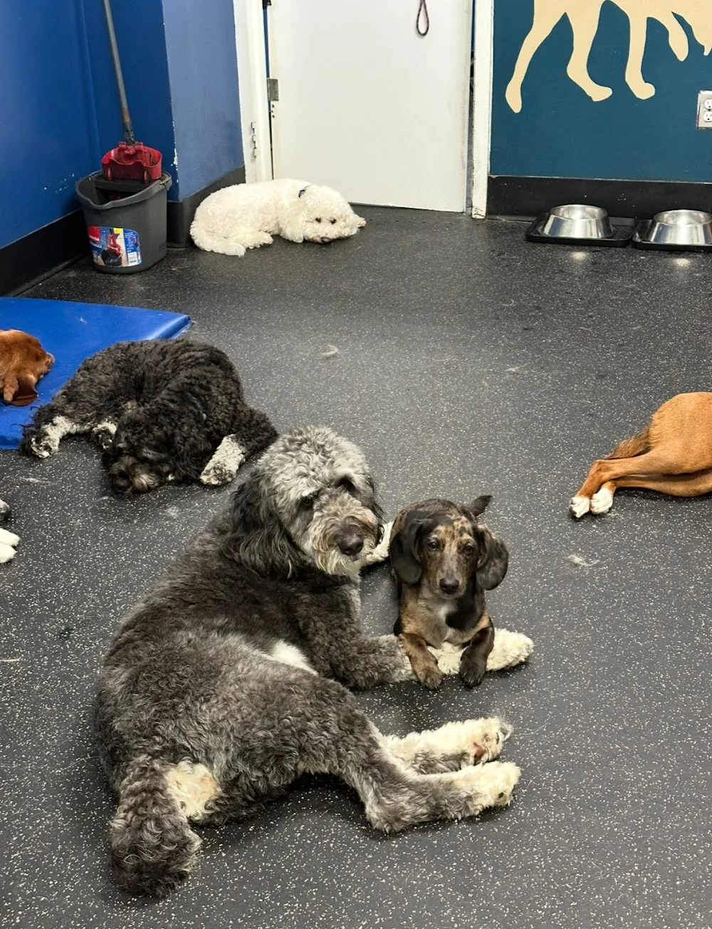 Pack of Paws - Toronto pet otel görseli 2