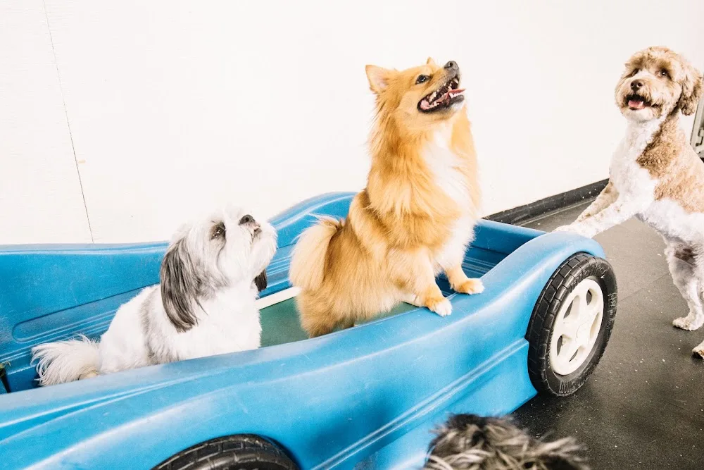 Park9 Downtown Toronto - Dog Daycare and Grooming - Toronto pet otel