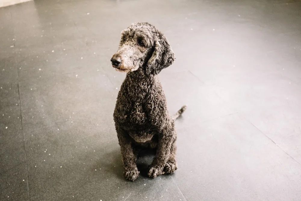 Park9 Downtown Toronto - Dog Daycare and Grooming - Toronto pet otel görseli 3